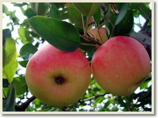Apples Picking and Hike Mutianyu Great Wall Tour
