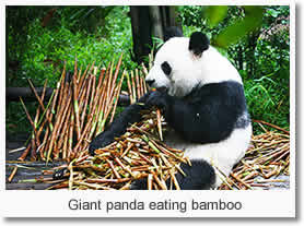 Giant panda